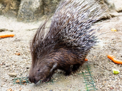 Gewoon stekelvarken - De Zonnegloed - Dierenpark - Dieren opvangcentrum - Sanctuary